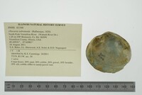 Obovaria subrotunda image