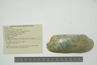 Theliderma cylindrica image