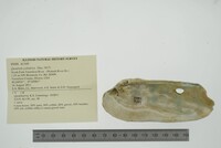 Theliderma cylindrica image