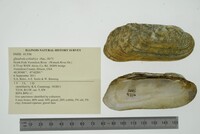 Theliderma cylindrica image