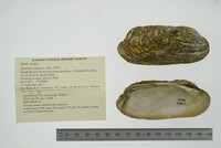Theliderma cylindrica image