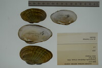 Venustaconcha ellipsiformis image