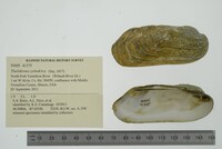 Theliderma cylindrica image