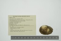 Pleurobema clava image