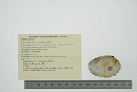 Pleurobema clava image