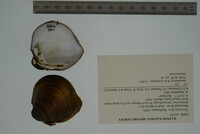 Fusconaia flava image