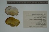 Potamilus capax image