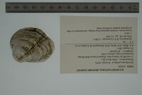 Epioblasma cincinnatiensis image