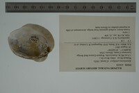 Epioblasma cincinnatiensis image