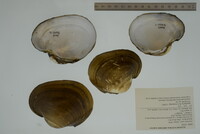 Potamilus capax image