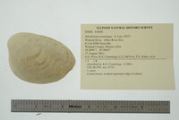 Epioblasma propinqua image