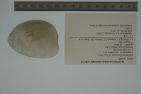 Epioblasma propinqua image