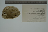 Epioblasma propinqua image