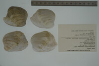 Epioblasma torulosa image