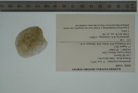 Epioblasma propinqua image