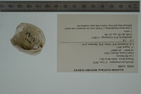 Epioblasma propinqua image