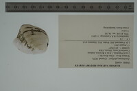 Epioblasma cincinnatiensis image