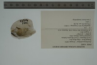 Epioblasma cincinnatiensis image