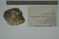 Epioblasma flexuosa image