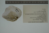 Epioblasma flexuosa image