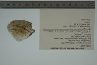 Epioblasma triquetra image