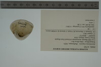 Epioblasma triquetra image