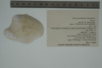 Epioblasma flexuosa image