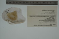 Epioblasma flexuosa image