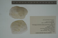 Epioblasma torulosa image