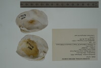 Epioblasma torulosa image