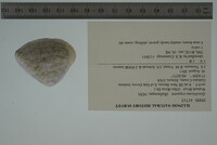 Epioblasma triquetra image
