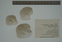 Epioblasma torulosa image