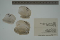 Epioblasma torulosa image