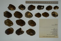 Epioblasma rangiana image