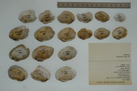 Epioblasma rangiana image