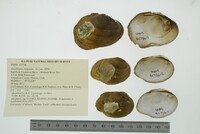 Epioblasma rangiana image