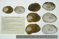 Epioblasma rangiana image