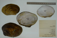 Plethobasus cyphyus image