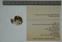 Epioblasma rangiana image