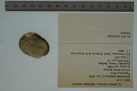 Epioblasma rangiana image