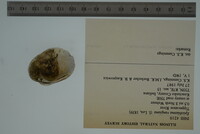 Epioblasma rangiana image