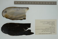 Margaritifera monodonta image