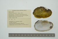 Lampsilis siliquoidea image
