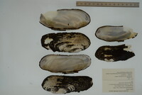 Margaritifera monodonta image