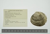 Obovaria subrotunda image