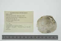 Obovaria subrotunda image