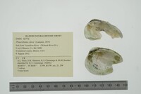 Pleurobema clava image