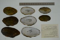 Venustaconcha ellipsiformis image