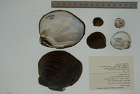 Fusconaia ebena image