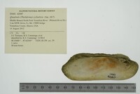 Theliderma cylindrica image